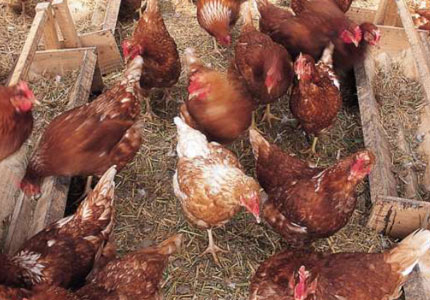 Build animals natural resistance to cold