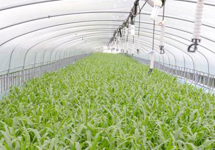 Herbicide Free