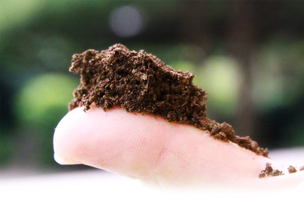 leaf mold